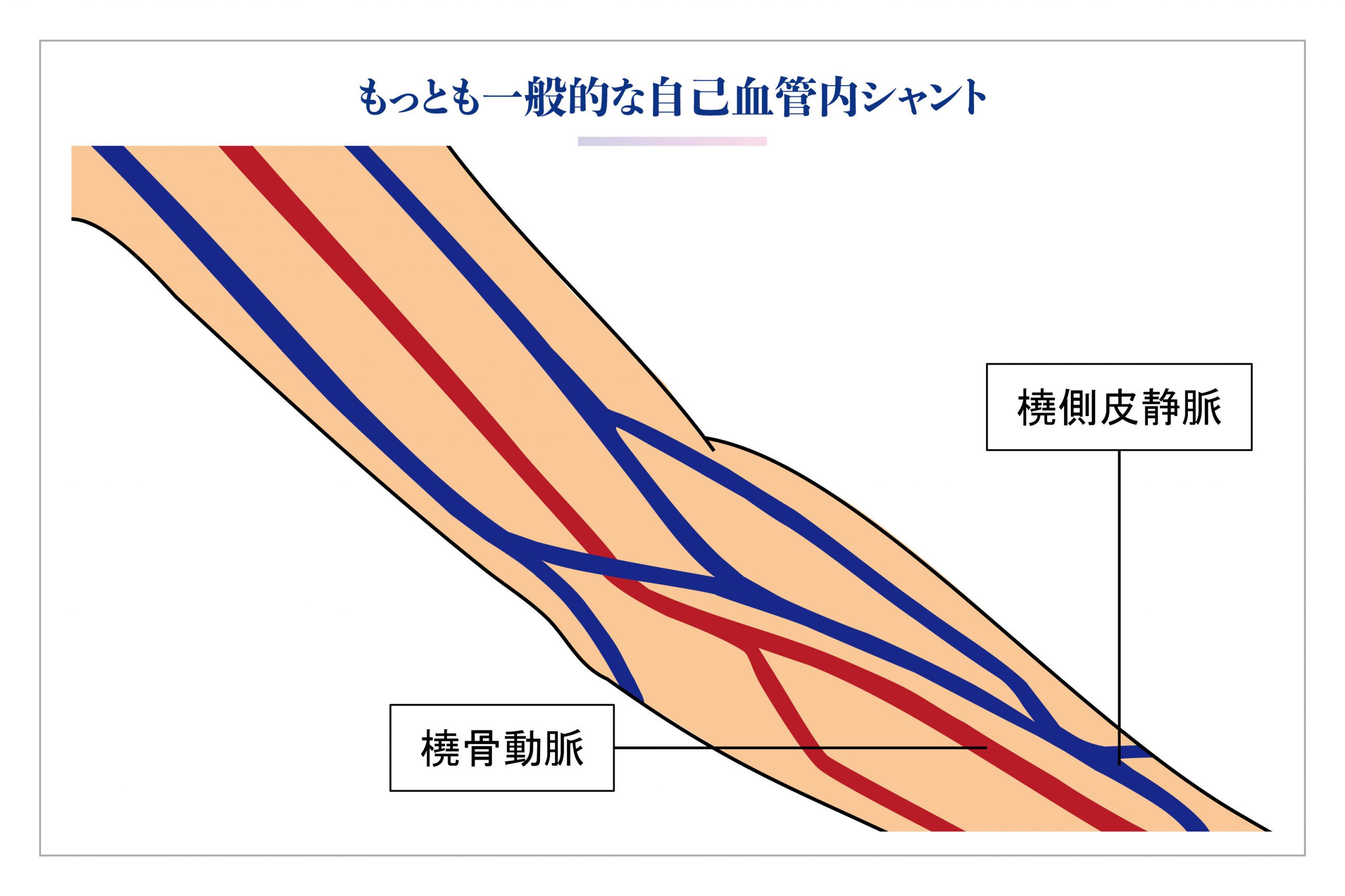 診療案内 – VAクリニック愛知